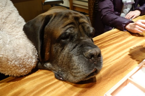 ザックとパパがハーレム状態_e0192217_14344691.jpg