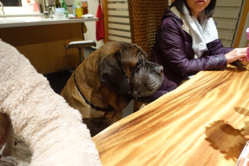 ザックとパパがハーレム状態_e0192217_14352178.jpg