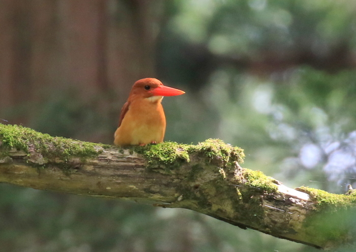 筋肉痛にはアカビンビン！_d0262018_15273849.jpg