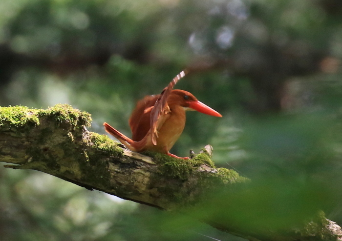 筋肉痛にはアカビンビン！_d0262018_15283188.jpg