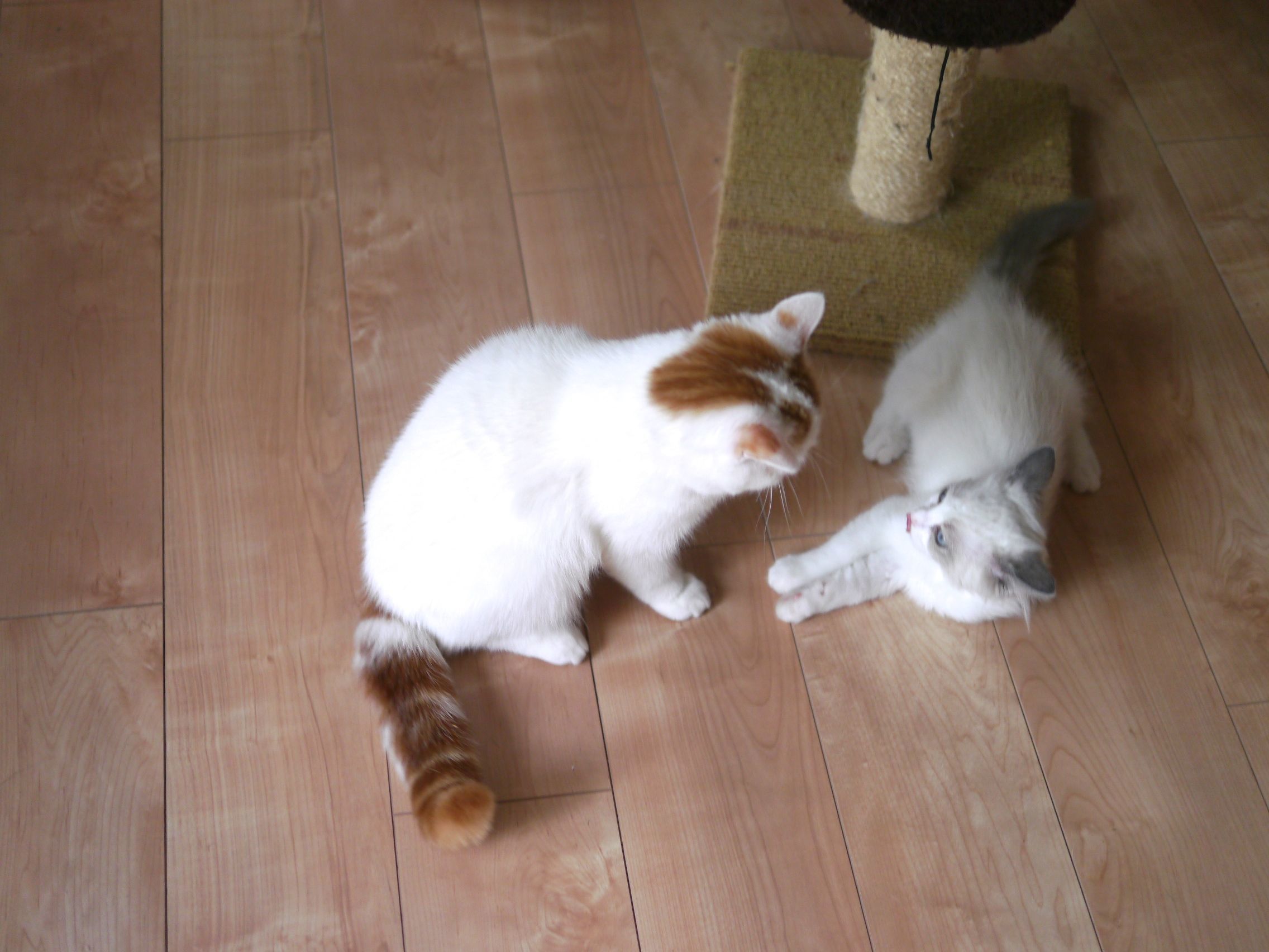 住み分けは中々難しいデス_b0340621_16050433.jpg