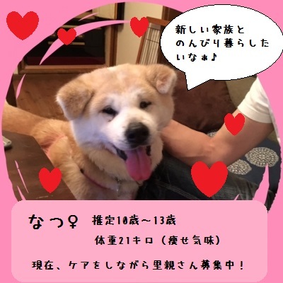 犬のじゅうたんフェスタ準備中！_f0343323_09035754.jpg