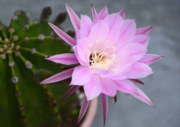 多肉植物とサボテン（短毛丸）の花_f0147025_10142834.jpg