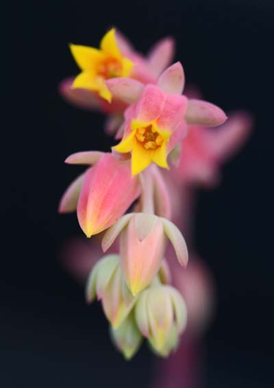 多肉植物とサボテン（短毛丸）の花_f0147025_1065061.jpg