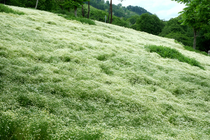 「長野・池田町 八寿恵荘のカミツレ畑」_a0000029_23372563.jpg