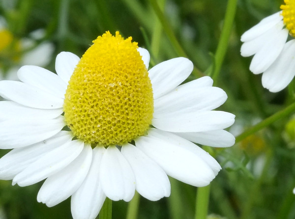 「長野・池田町 八寿恵荘のカミツレ畑」_a0000029_23595051.jpg