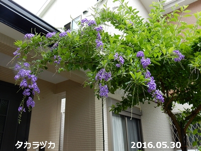 e0033229_21395495.jpg