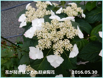 e0033229_21442922.jpg