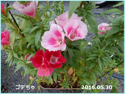 e0033229_21453350.jpg