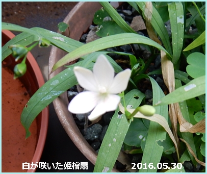 e0033229_2148555.jpg