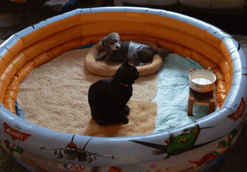 c0136736_22173588.gif