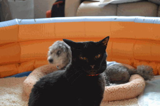 c0136736_22175130.gif