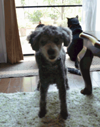 c0136736_22191780.gif