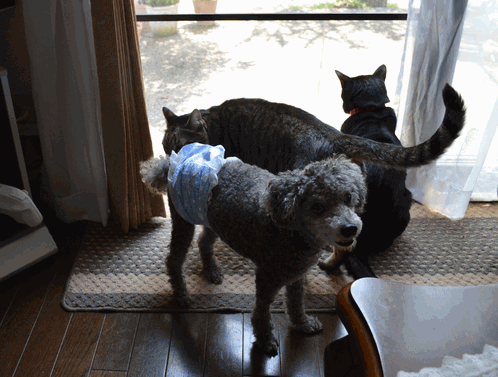 c0136736_22195579.gif