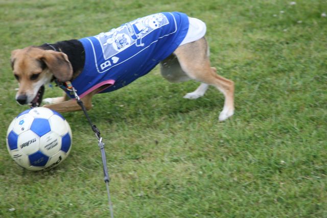 サッカーワンコの狛犬さん_b0031538_23501482.jpg