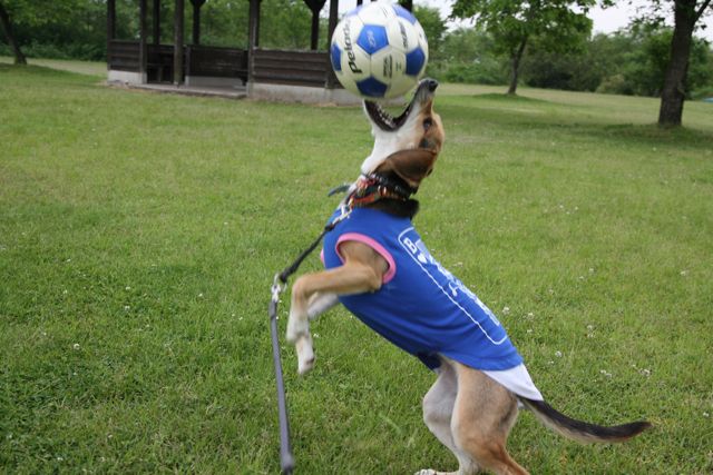 サッカーワンコの狛犬さん_b0031538_235348100.jpg