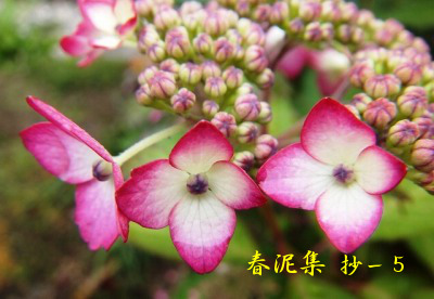 与謝野晶子≪春泥集≫抄－5 : Merrydiary