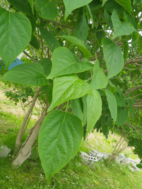 ミル感謝。_b0207642_20133875.jpg