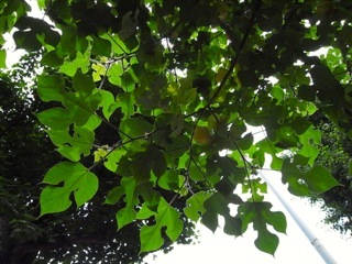 d0350542_17170739.jpg