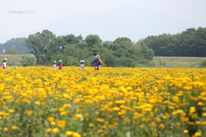 茨城 特別撮影会 ~ポピーの名所・小貝川ふれあい公園、そして母子島遊水地~_e0227942_19380750.jpg