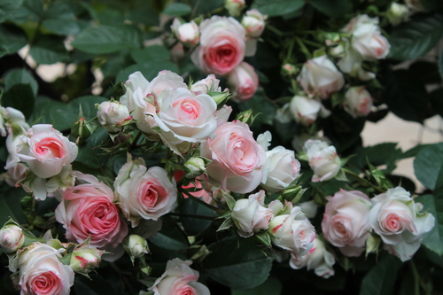 かわいさ満点 ラブリーモア : My clematis diary