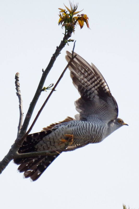 ブータン王国15日間野鳥編4／10 : 還暦からのネイチャーフォト