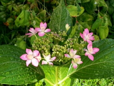 c0330749_09170711.jpg