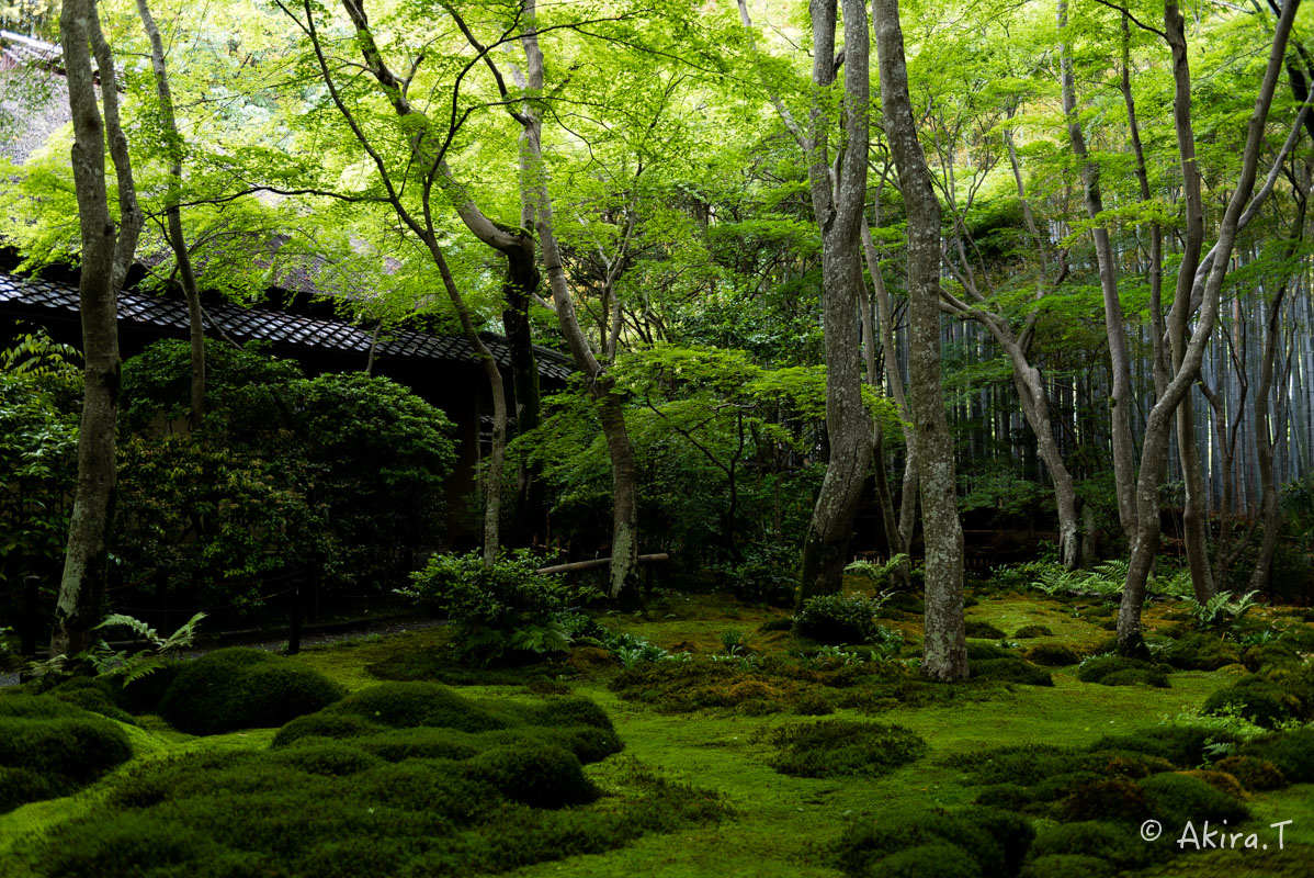 京都の新緑 2016 〜祇王寺 1 〜_f0152550_21271750.jpg