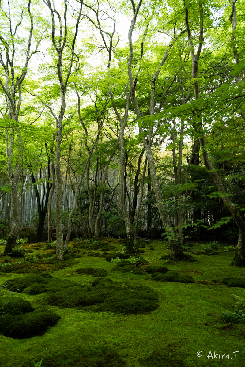 京都の新緑 2016 〜祇王寺 1 〜_f0152550_2127234.jpg
