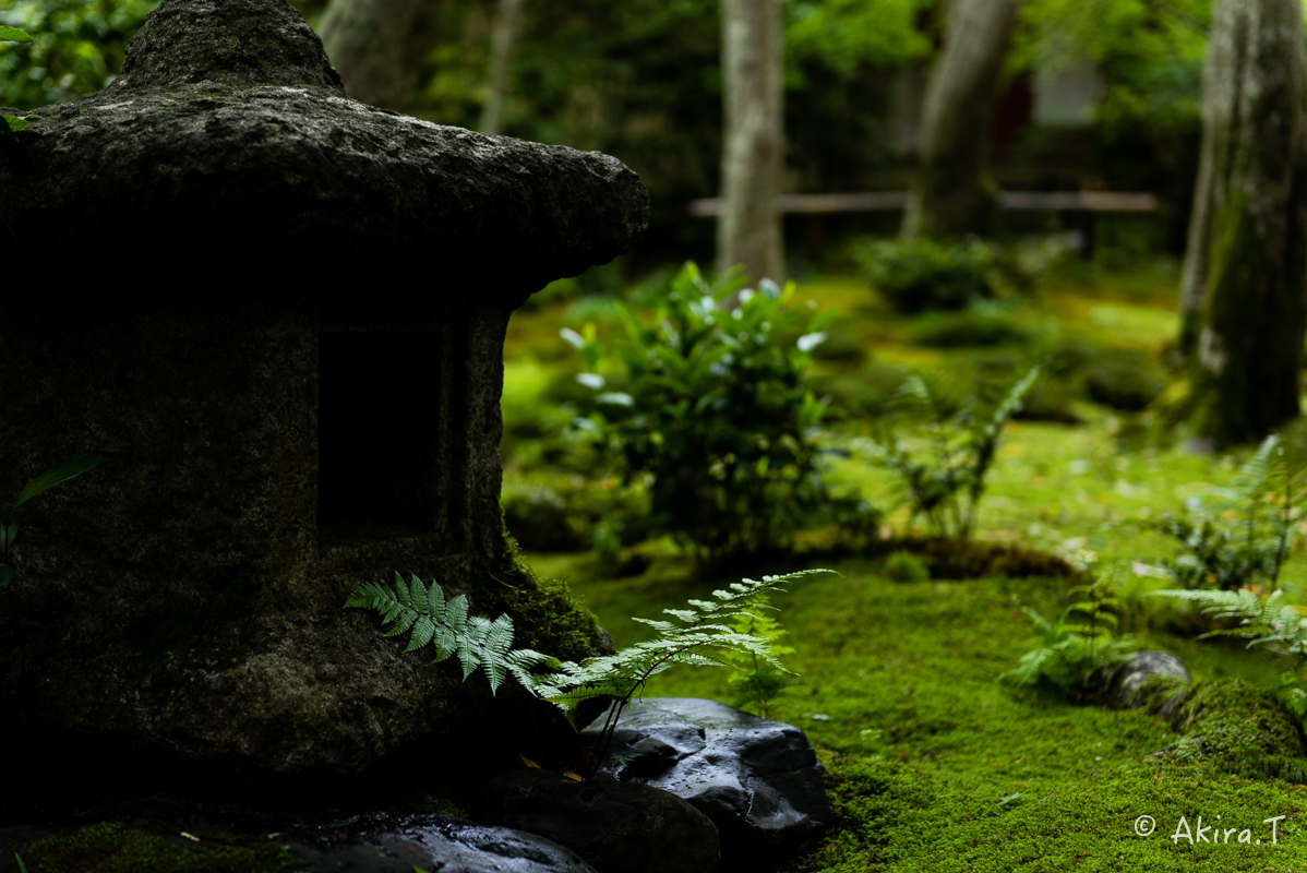 京都の新緑 2016 〜祇王寺 1 〜_f0152550_21272995.jpg