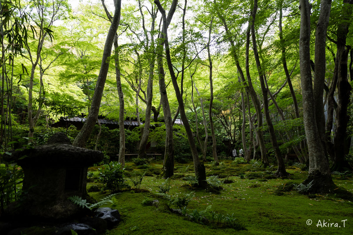 京都の新緑 2016 〜祇王寺 1 〜_f0152550_21274336.jpg