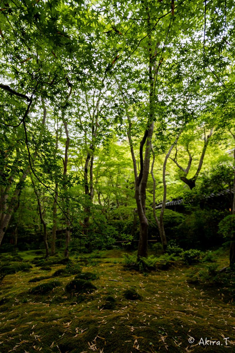京都の新緑 2016 〜祇王寺 1 〜_f0152550_21285952.jpg