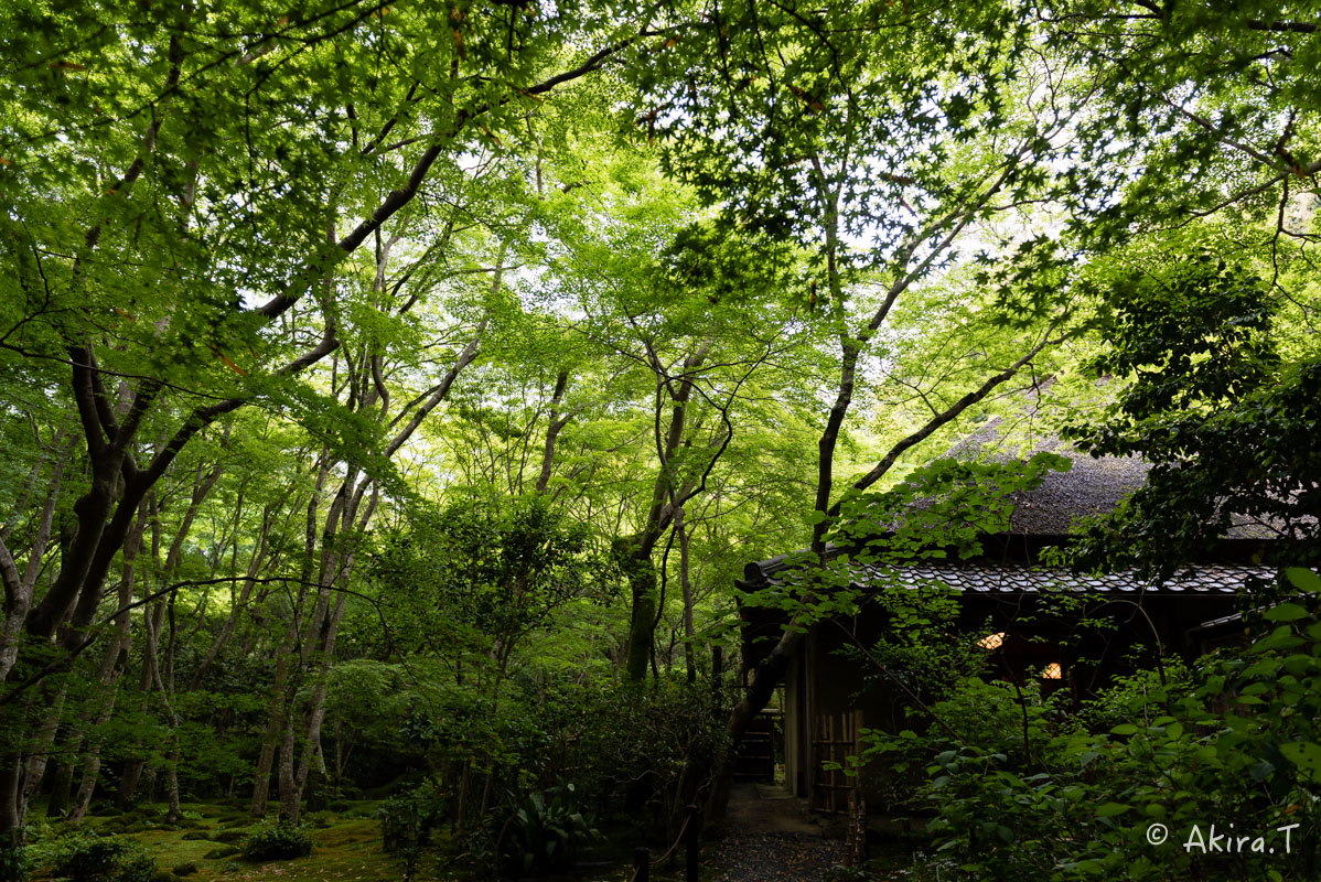 京都の新緑 2016 〜祇王寺 1 〜_f0152550_21293217.jpg