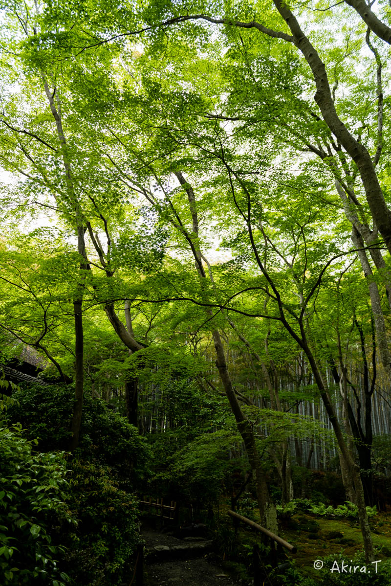 京都の新緑 2016 〜祇王寺 1 〜_f0152550_21305674.jpg
