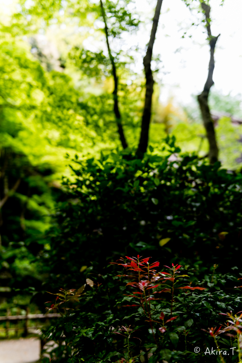京都の新緑 2016 〜祇王寺 1 〜_f0152550_21311733.jpg
