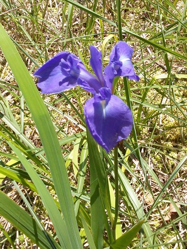 c0179351_2048618.jpg
