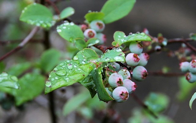 雨の早朝_a0335853_09331326.jpg