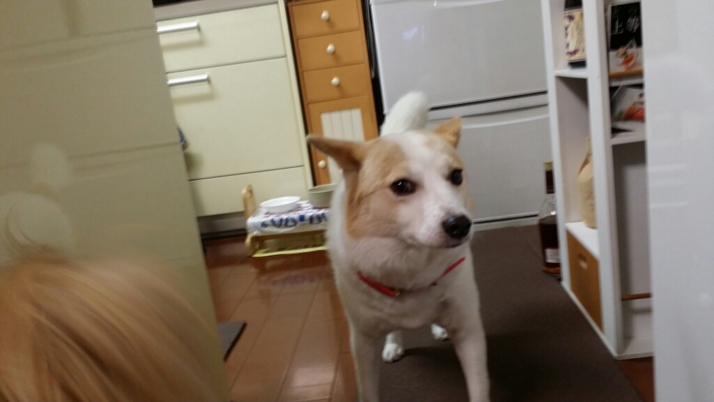 f0046854_22381493.jpg