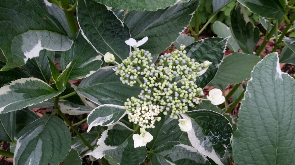 f0046854_22381957.jpg