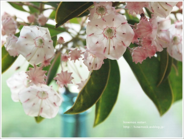 ５月の終わりの花たち。_b0319255_21252478.jpg