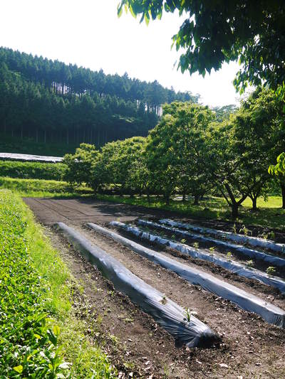 株式会社旬援隊敷地内の様子 ここで育てる果樹の花と果実_a0254656_18542092.jpg