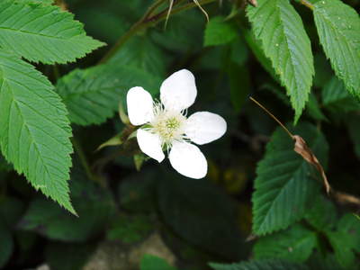 株式会社旬援隊敷地内の様子 ここで育てる果樹の花と果実_a0254656_19512061.jpg