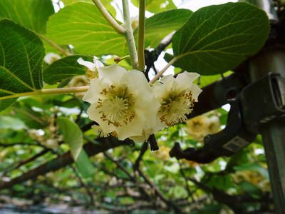 株式会社旬援隊敷地内の様子 ここで育てる果樹の花と果実_a0254656_1964885.jpg