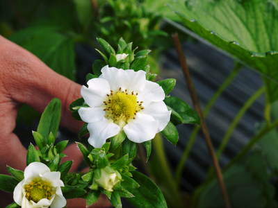 株式会社旬援隊敷地内の様子 ここで育てる果樹の花と果実_a0254656_2005688.jpg