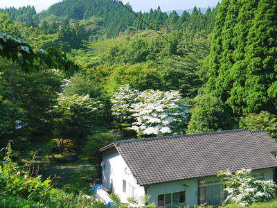 株式会社旬援隊敷地内の様子 ここで育てる果樹の花と果実_a0254656_20192236.jpg