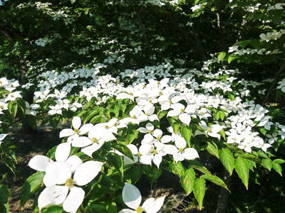 株式会社旬援隊敷地内の様子 ここで育てる果樹の花と果実_a0254656_20202976.jpg