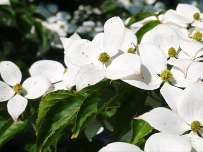 株式会社旬援隊敷地内の様子 ここで育てる果樹の花と果実_a0254656_20242699.jpg