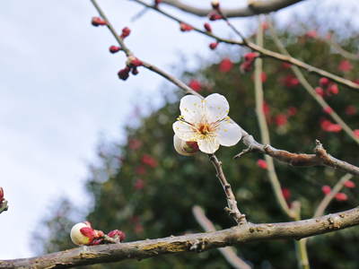株式会社旬援隊敷地内の様子 ここで育てる果樹の花と果実_a0254656_20422452.jpg
