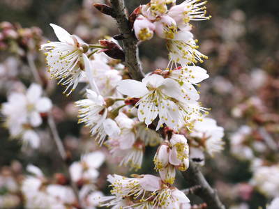 株式会社旬援隊敷地内の様子 ここで育てる果樹の花と果実_a0254656_20432772.jpg