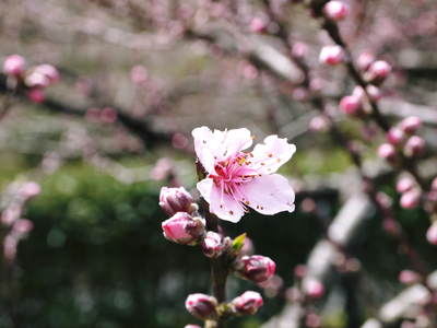 株式会社旬援隊敷地内の様子 ここで育てる果樹の花と果実_a0254656_2046182.jpg